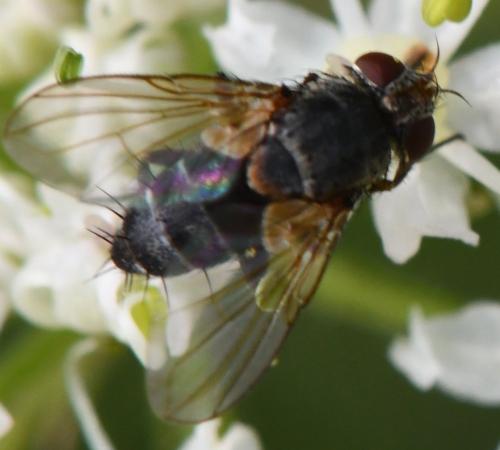 Actia sp.
